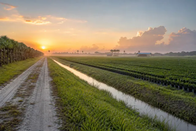 Rows of container-grown palms and crotons at sunrise beside a straight drainage canal in Palm Beach County's Agricultural Reserve