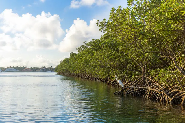 Calm Intracoastal Waterway at golden hour between a mangrove shoreline and coconut palms, with barrel-tile rooftops across the channel