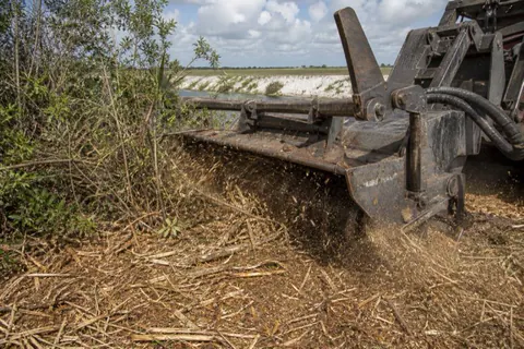 Track machine with a mulcher head grinding through a young melaleuca and Brazilian pepper thicket beside a drainage canal near Boca Raton